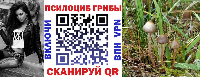 Псилоцибиновые грибы Psilocybe Мамадыш